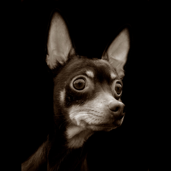 04-ShelterDogs-RosieChi