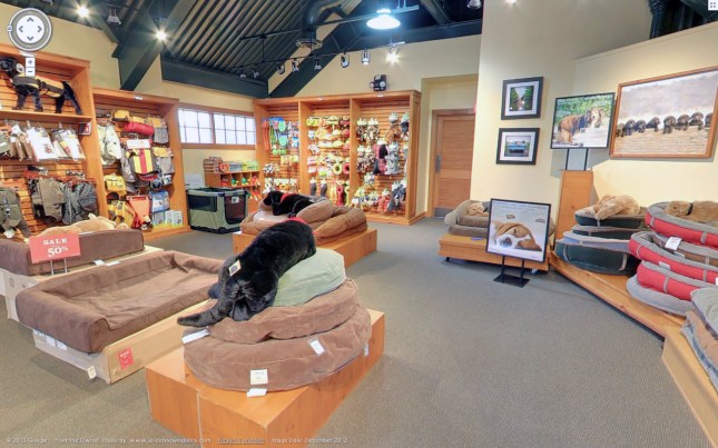 Bicuit shown at Orvis Flagship Store