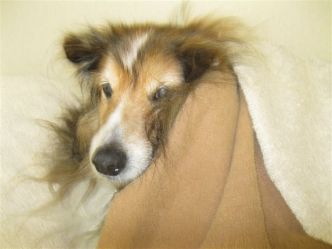 biscuit surgery april 26, 2013