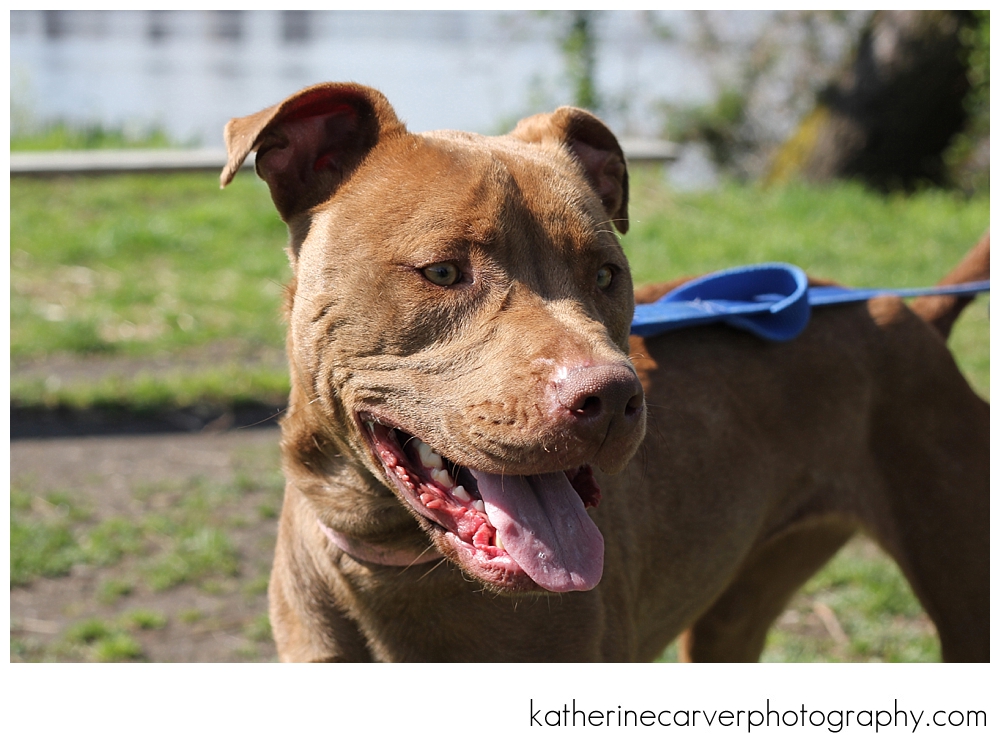 IMG_6731 2 Princess Tulip 2