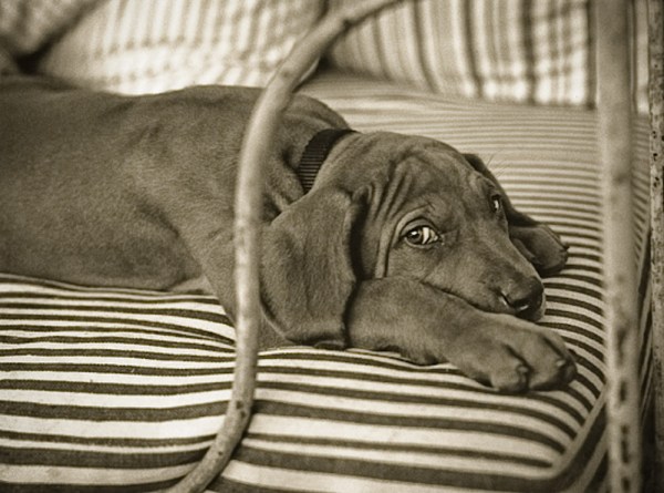 rex_easthampton_couch