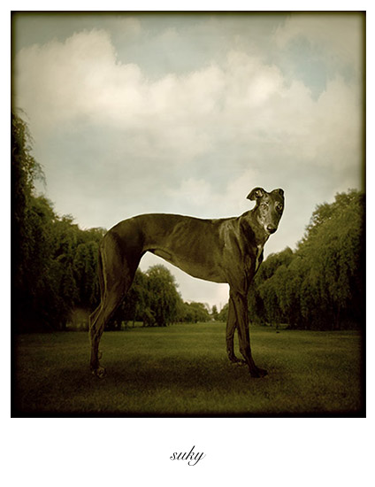 suky_profile_canvas2