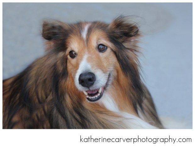 Biscuit Orvis Boat 2