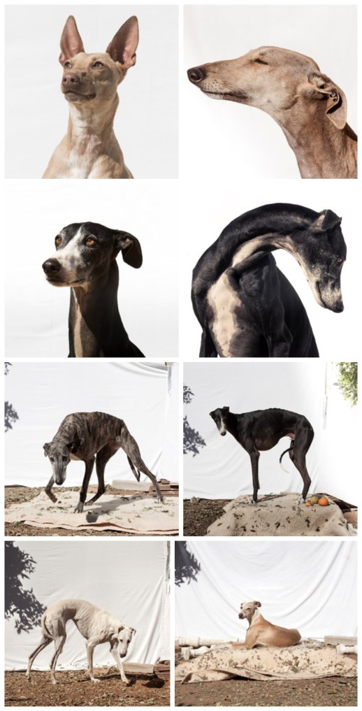 Galgos