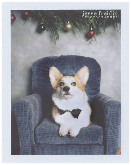 corgiinabowtie.polaroid