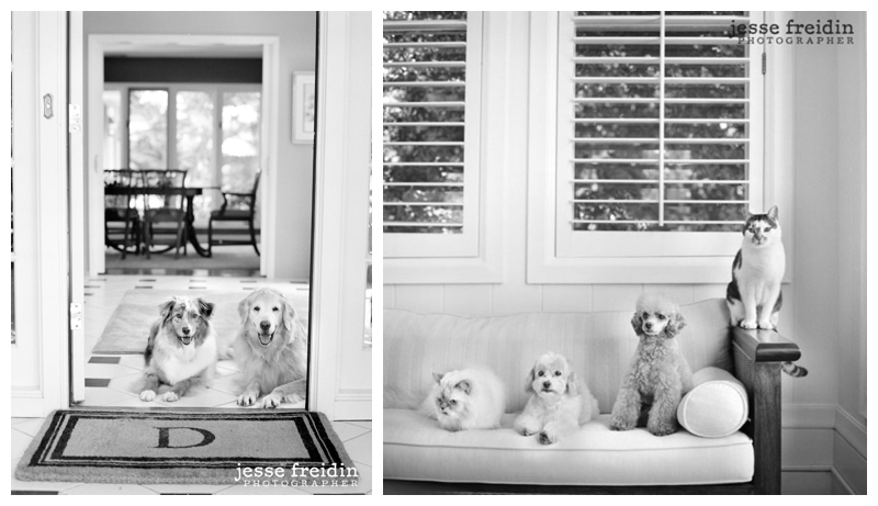 hollywoodpetphotographer