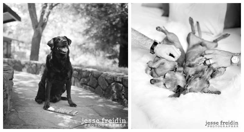 JesseFreidin.dogphotographer4