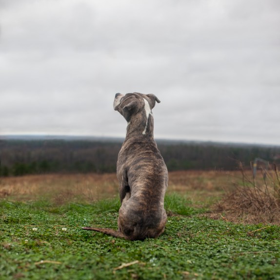 01_17_13_ice_frosting_82263