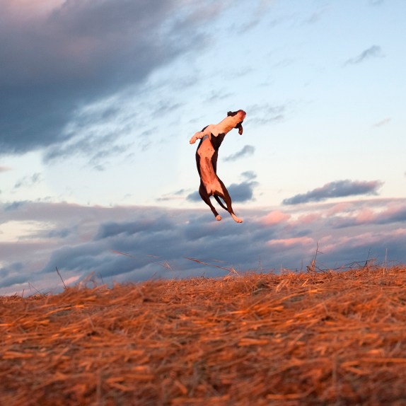 12_21_12_mistletoe2_81087