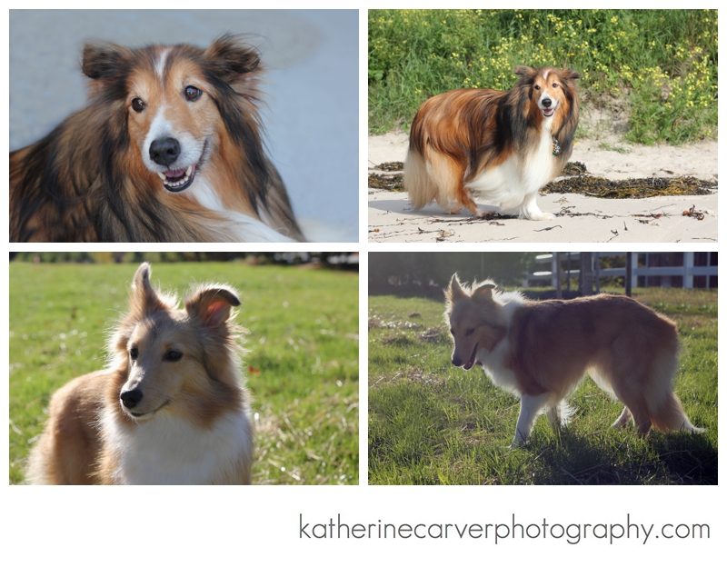 Biscuit Orvis Boat 2