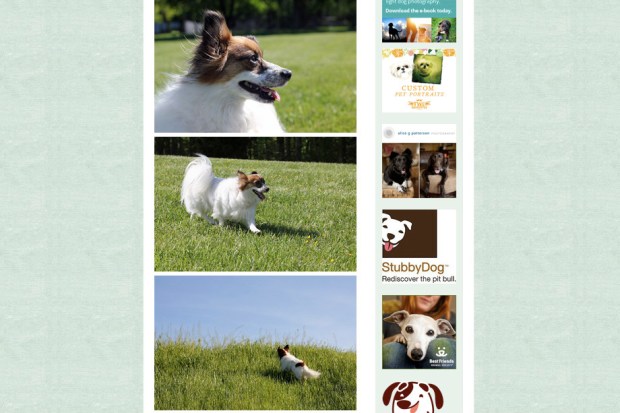 Daily Dog Tag Screen Shot 2