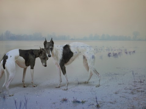 dolly and nora xvx copy