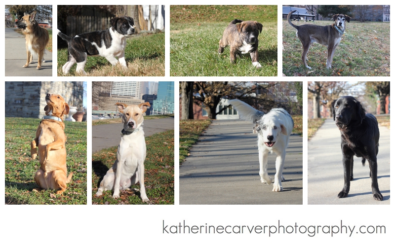 IMG_5356 2 Collage 2