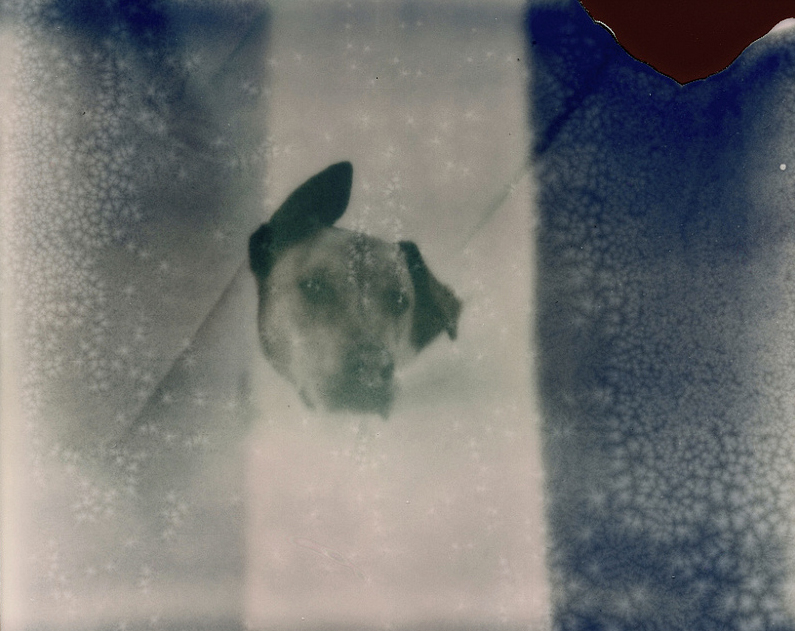 1231422_166452396894566_1646536415_n