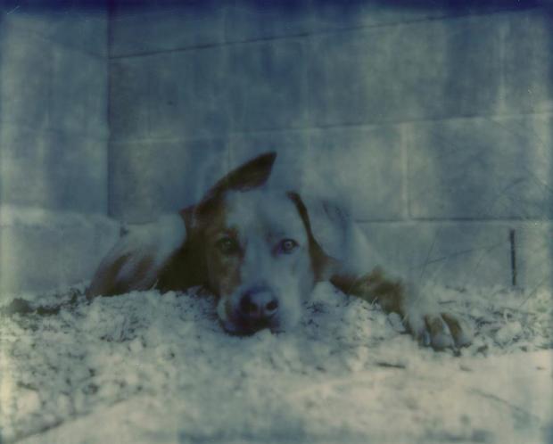 1392452_176633292543143_329598213_n