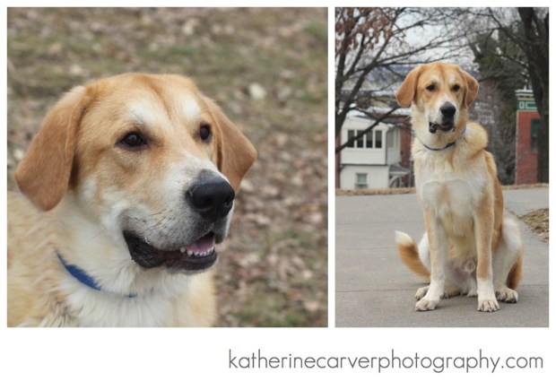 IMG_8831 2 STRADLATER