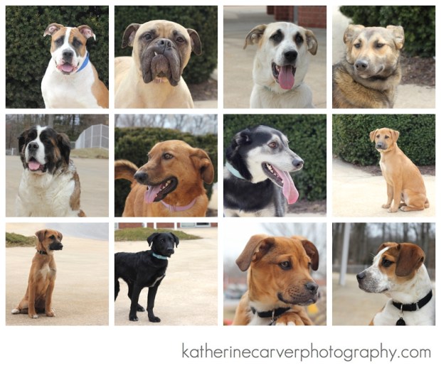 IMG_0682 2 Faces and Bodies Dogs XL, 3:16:14