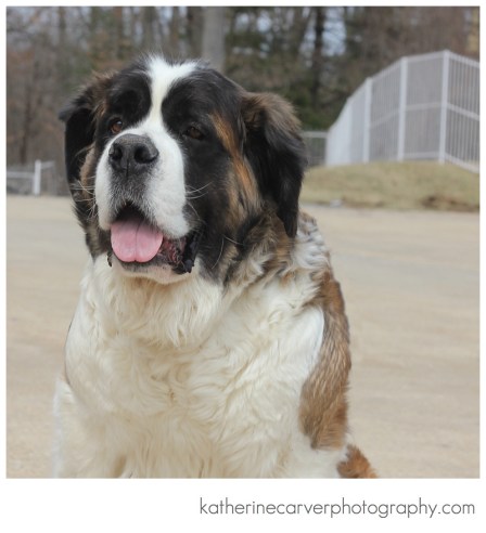 IMG_1086 2 DARJEERLING