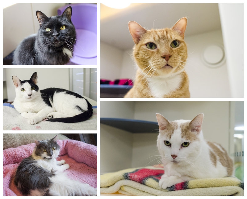 Captain-A21996202_2014Apr18_01