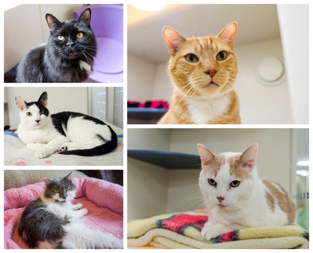 Captain-A21996202_2014Apr18_01