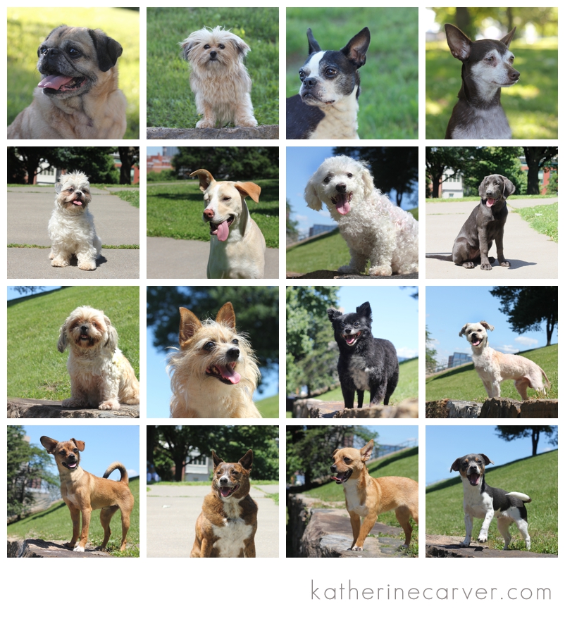 IMG_6088 2 Mutts Matter Head Shots