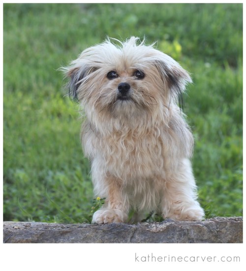 IMG_6481 2 Teddy Ruxpin