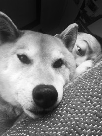 写真 2015-04-29 7 19 01