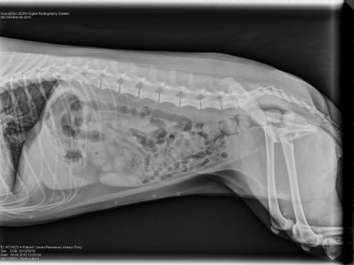 Victory x-ray 6-6-15 2