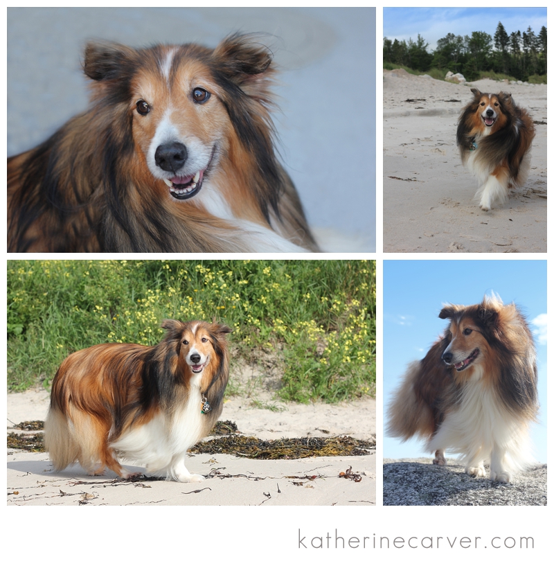 Biscuit Orvis Boat 2