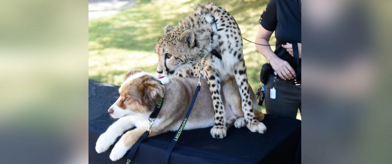 HT_adaeze_and_odie_2_jt_150919_v4x3_31x13_1600