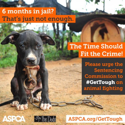 ASPCA Dog Fighting