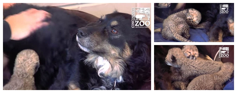 Dog-cheetah-cubs-655590